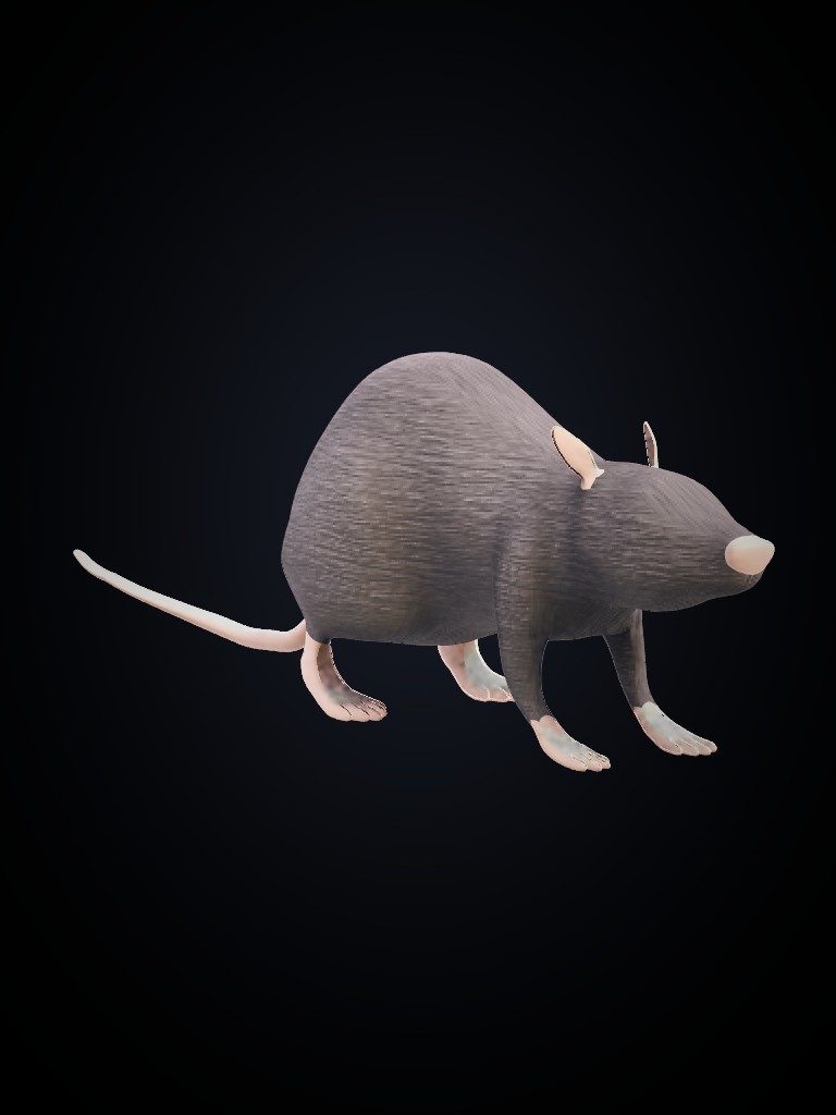 Rat